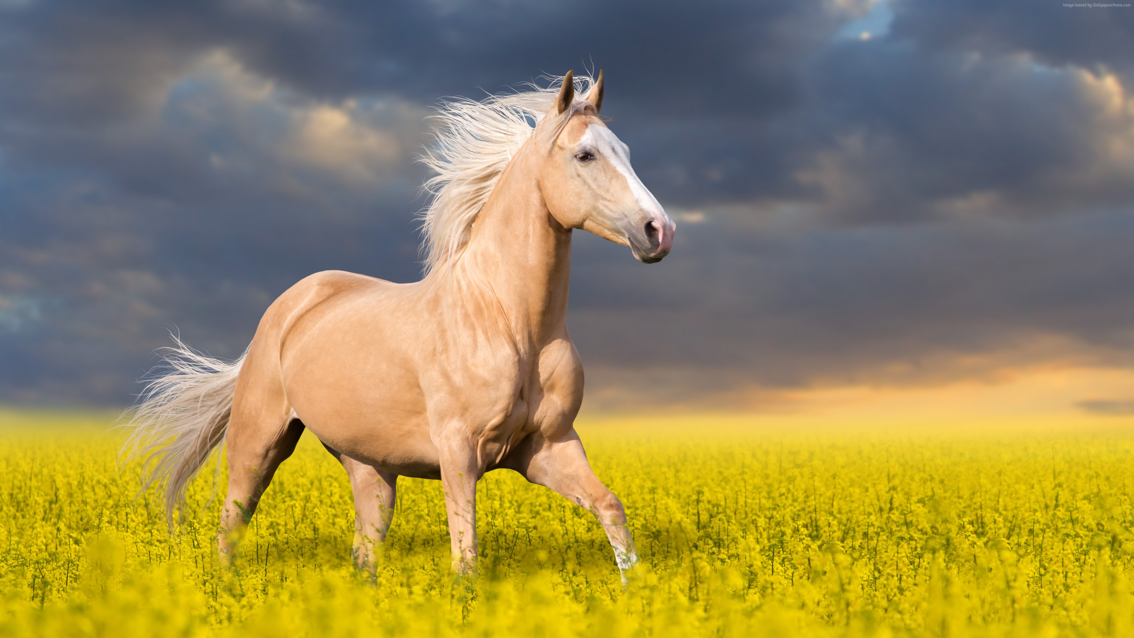 Stock Images Horse, cute animals, 5k, Stock Images